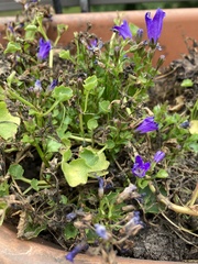 Campanula