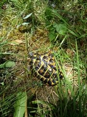 Testudo hermanni hermanni