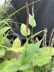 Persicaria orientalis