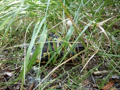 Testudo hermanni hermanni