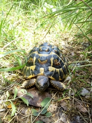 Testudo hermanni hermanni
