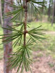 Larix occidentalis