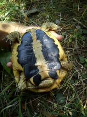 Testudo hermanni hermanni