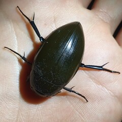 Hydrophilus pistaceus