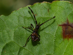 Coreus marginatus