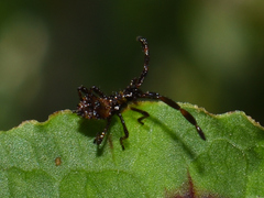 Coreus marginatus