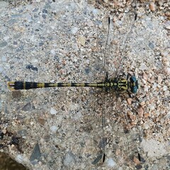 Onychogomphus uncatus