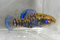 Gulf Coast Pygmy Sunfish photo 3
