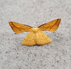 Corymica immaculata