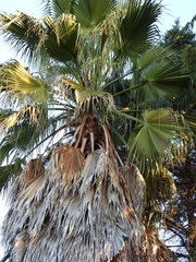 Washingtonia robusta