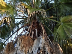 Washingtonia robusta