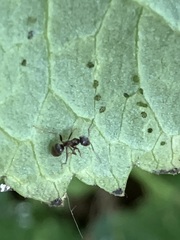 Lasius niger