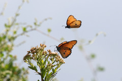 Danaus chrysippus dorippus