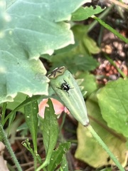 Palomena prasina