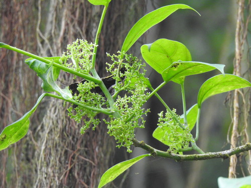 Scepocarpus trinervis, photograph 1