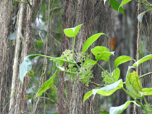 Scepocarpus trinervis, photograph 2