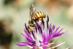 Rhodanthidium infuscatum