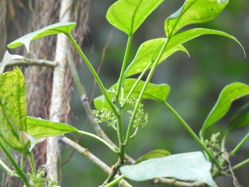 Scepocarpus trinervis, photograph 4
