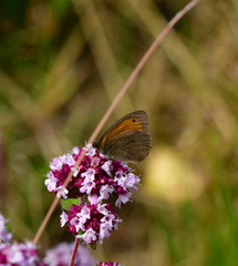Hyponephele lycaon