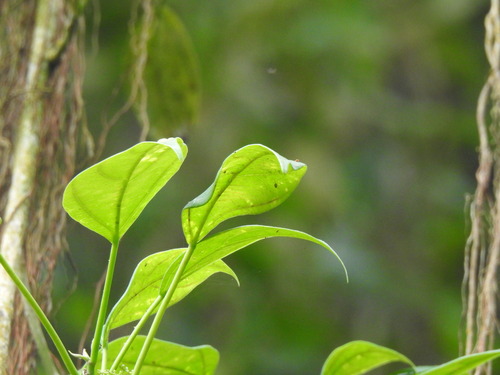 Scepocarpus trinervis, photograph 5