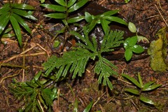 Selaginella delicatula