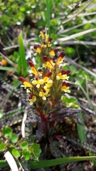 Pedicularis flammea