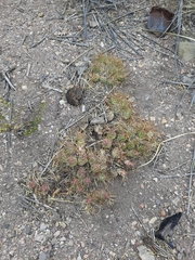 Maihueniopsis ovata