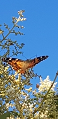 Vanessa cardui