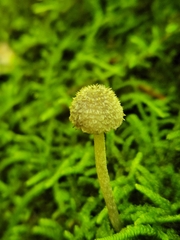 Cystoagaricus hirtosquamulosus