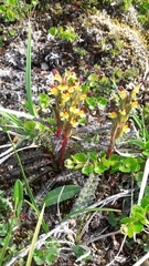 Pedicularis flammea