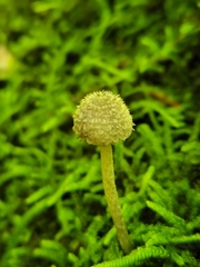 Cystoagaricus hirtosquamulosus