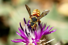 Rhodanthidium infuscatum
