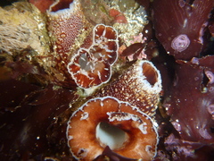 Zirfaea pilsbryi