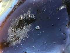 Corambe
