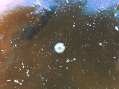 Corambe