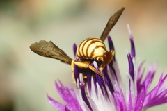 Rhodanthidium infuscatum