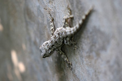 Hemidactylus platycephalus