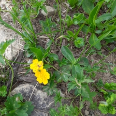 Potentilla ruprechtii