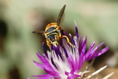 Rhodanthidium infuscatum