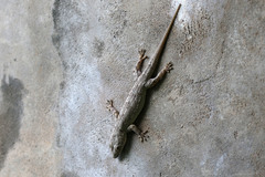 Hemidactylus platycephalus