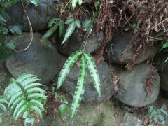 Pteris parkeri