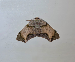 Achrosis incitata
