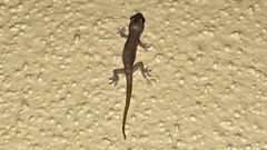 Hemidactylus turcicus