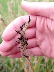 Claviceps bavariensis