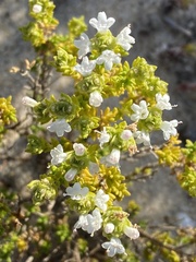 Thymus carnosus