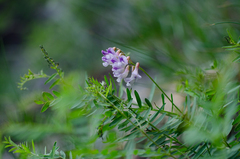 Vicia orobus