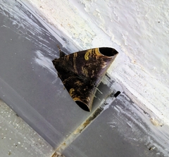 Pindara illibata