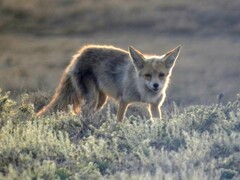 Vulpes vulpes karagan