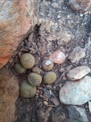 Conophytum truncatum