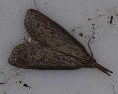 Schoenobius gigantella